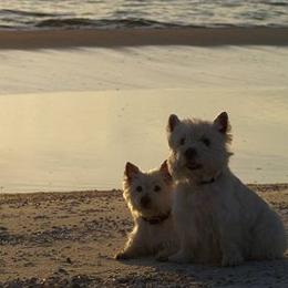 Border Collies and West Highland White Terriers from Lysiane Huber