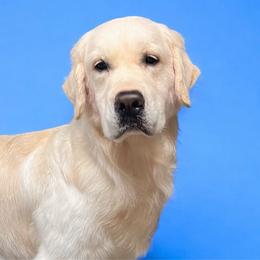 Kane - Golden Retriever