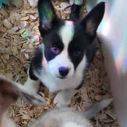 Cam-o - Black and white male Cardigan Welsh Corgi puppy in Myton, Utah from Cardigan Corgi Cuties 💓
