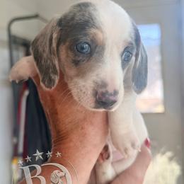 Henry - Blue and tan male Dachshund puppy in Lexington, Oklahoma from Terry's Dachshunds (BooneDox Mini Dachshunds)
