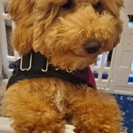 Zara - Red  female Poodle puppy in Advance, North Carolina from Diane Hawkins