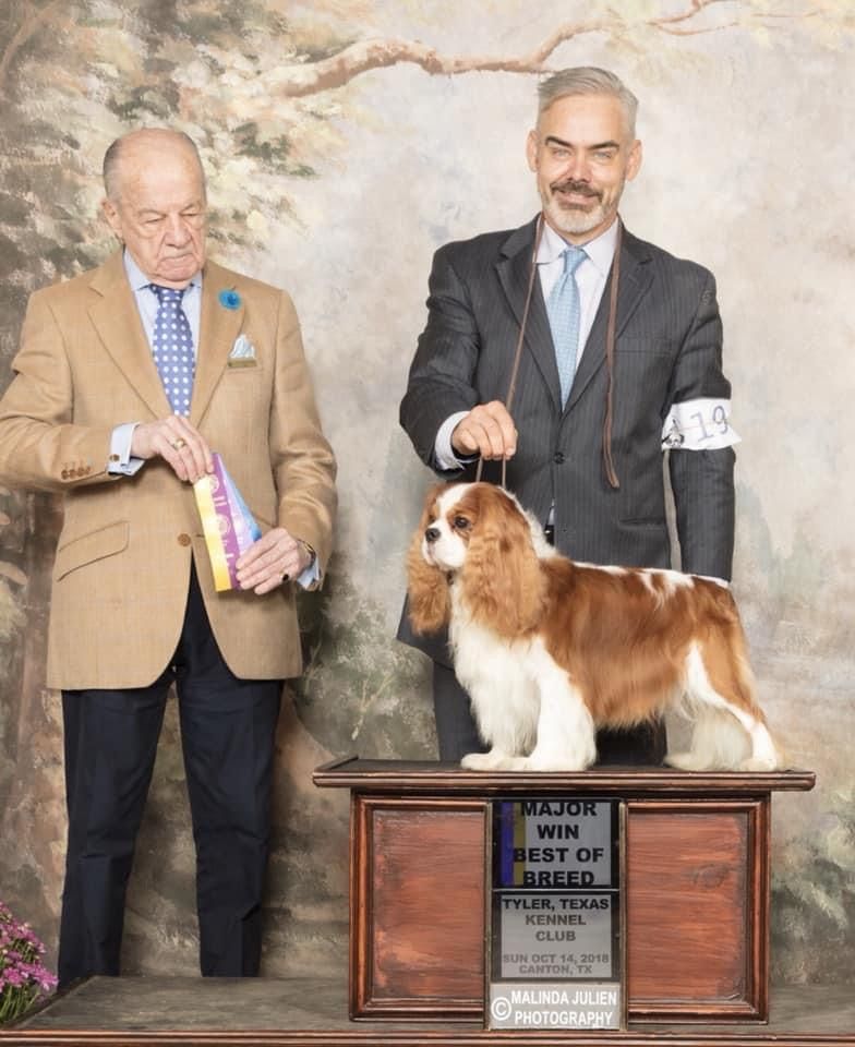 Castlemar best sale cavalier puppies