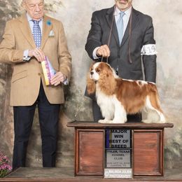 Cavalier King Charles Spaniel Puppies from Castlemar Cavaliers