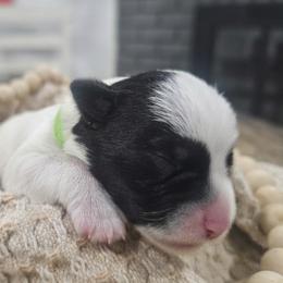 Green - Parti male Miniature Schnauzer puppy in Las Vegas, Nevada from Knock & Bark Miniature Schnauzer