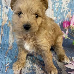 Parker - Red male Aussiedoodle puppy in Lebanon, Missouri from Cobbs Creek Canines