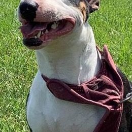 Bull Terriers from Carlos Hernadez' Bull Terriers