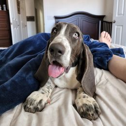 Basset Hound Puppies from Howlin Hounds