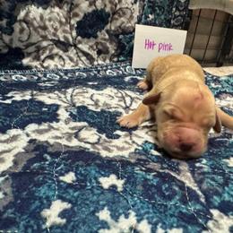 Hot Pink - Golden female Golden Retriever puppy in Wellington, Ohio from R & K Golden Acres LLC