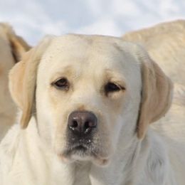 Fable  - Labrador Retriever