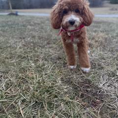 Wendy - Goldendoodle