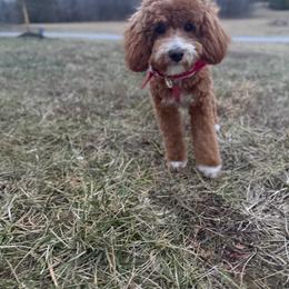 Wendy - Goldendoodle
