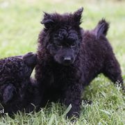 Mayan - Black Mudi puppy in Gatlinburg, Tennessee from Greenbrier