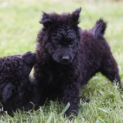 Mayan - Black Mudi puppy in Gatlinburg, Tennessee from Greenbrier