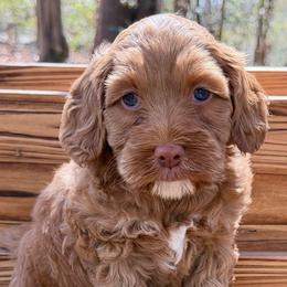 Mr Green - Caramel red male Australian Labradoodle puppy in Mount Gilead, North Carolina from Tillery Labradoodles