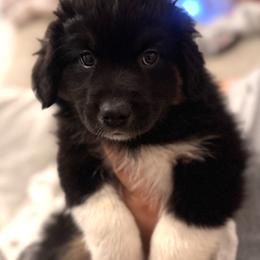 Coal - Black tri male Miniature Australian Shepherd puppy in Clarksville, Tennessee from Southern Oak Pups