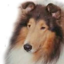 Collies from Galatean Collies