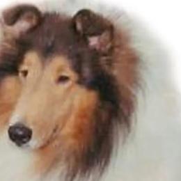 Collies from Galatean Collies