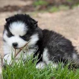Darla - Pomsky