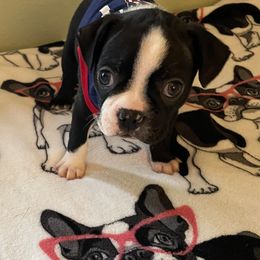 Boston Terrier Puppies from Angie's Little Bostons
