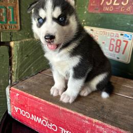 Ridge - Black and white male Siberian Husky puppy in Burnsville, North Carolina from Peterson Puppies
