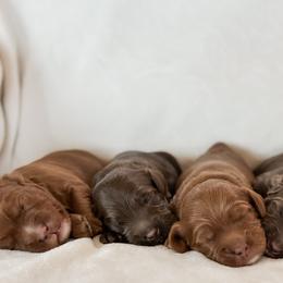 Australian Labradoodles from West Haven Australian Labradoodles