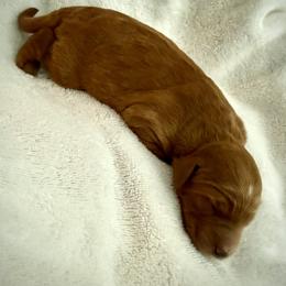 Marigold - Red female Bernedoodle puppy in Mint Hill, North Carolina from Ball-Y-Hoo Bernedoodles