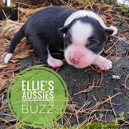 Buzz - Black tri male Miniature Australian Shepherd puppy in Kettle Falls, Washington from Ellie's Miniature Australian Shepherds