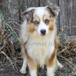 Ollie - Miniature American Shepherd
