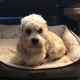 Chloe - Dandie Dinmont Terrier