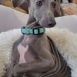 Steven - Italian Greyhound