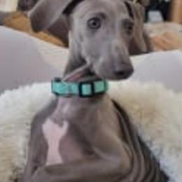 Steven - Italian Greyhound