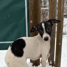Cookie - White and black male Italian Greyhound puppy in Wilkes Barre, Pennsylvania from Laraz Pupz