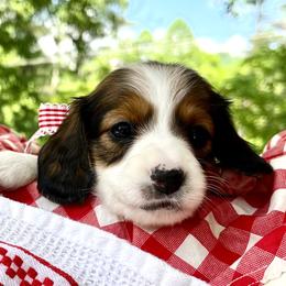 Marshmallow AKC - Piebald female Dachshund puppy in Hendersonville, North Carolina from Snarky Doxy Miniature Dachshunds