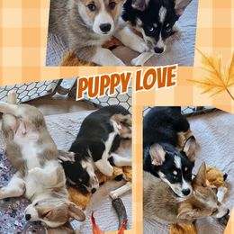 Pembroke Welsh Corgi Puppies from Montana Corgi Corral