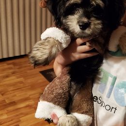 Bouvier des Flandres and Havanese Puppies from Beulah Bouviers and Havanese