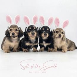 Dicky - Black and cream male Dachshund puppy in Zebulon, North Carolina from Salt of the Earth Dachshunds