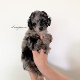 Jaw dropper - Black female Goldendoodle puppy in Ivins Utah, Utah from Luxi Paws Doodles