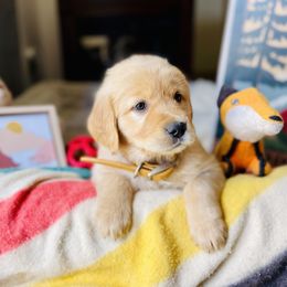 Golden Retriever Puppies from TaylerMade Goldens