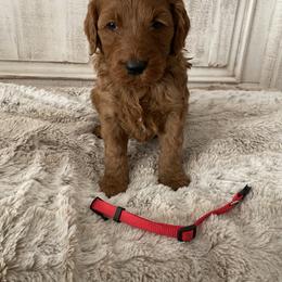 Goldendoodle Puppies from Jozlyn’s Pups