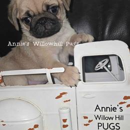 Bubba - Fawn male Pug puppy in Janesville, Wisconsin from Annie's Willow Hill Pugs