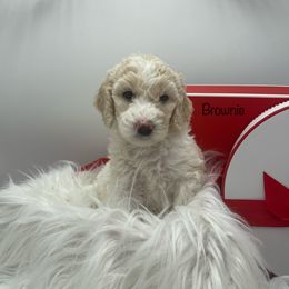 Goldendoodle, Labradoodle, Poodle, and Sheepadoodle Puppies from Osage Puppies