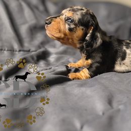 Rocky - Dapple male Dachshund puppy in Ocala, Florida from Seaside Dachshunds