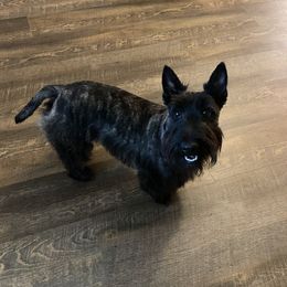 Pennie - Scottish Terrier
