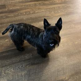 Pennie - Scottish Terrier