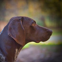 German Shorthaired Pointer All Grown Up from Windward German Shorthaired Pointers