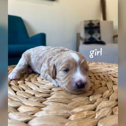 Girl 3 - Red  female Goldendoodle puppy in Glendale, Arizona from Follow Your Bliss Doodles