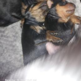 Brindle B2 - Black and tan male Miniature Pinscher puppy in Bible Grove, Illinois from Mad MinPin House of Illinois