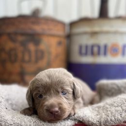 Pixie - Silver female Dilute Retriever puppy in Puyallup, Washington from 12 Door Farm Labradors