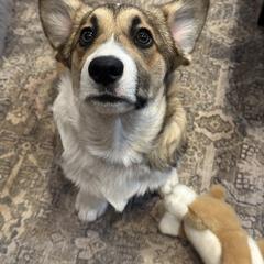 Orange - Pembroke Welsh Corgi puppy from D&D Country Corgis