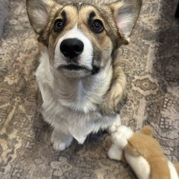 Orange - Pembroke Welsh Corgi puppy from D&D Country Corgis